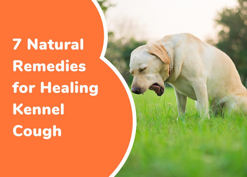 Treat dog new arrivals cough at home
