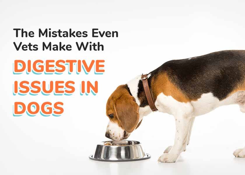 The Mistakes Even Vets Make With Digestive Issues in Dogs