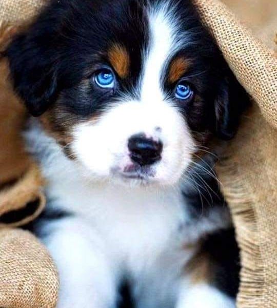 Blue eyed bernese mountain dog cheap