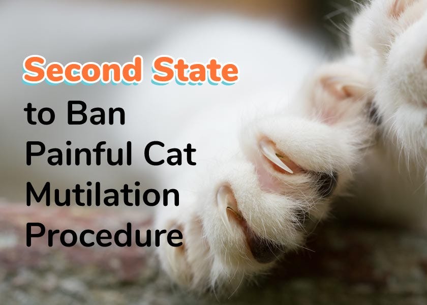 Maryland Makes Declawing Cats Illegal