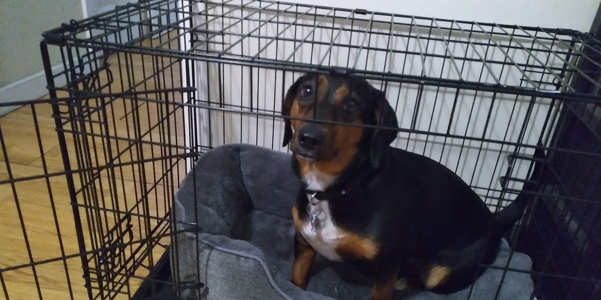 Making your dog s crate feel like home