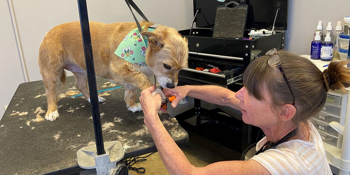 Petsmart grooming top table