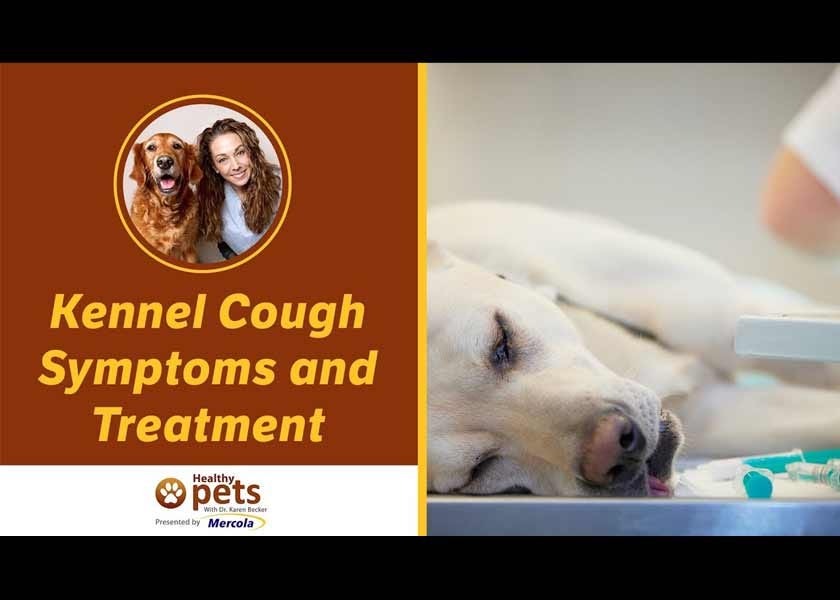 The Mistakes Many Veterinarians Make With Kennel Cough