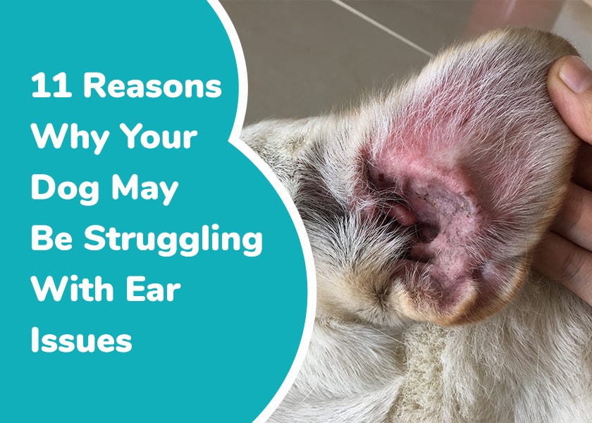 Canine Ear Infections by Dr. Karen Shaw Becker
