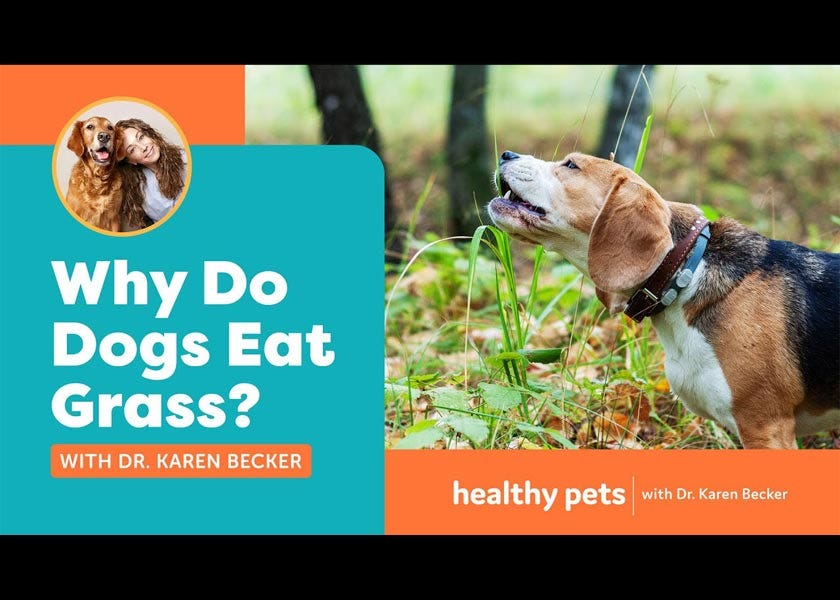 Dr karen becker 2024 best dog food
