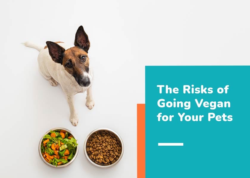 Ultraprocessed Vegan Pet Foods by Dr. Karen Shaw Becker
