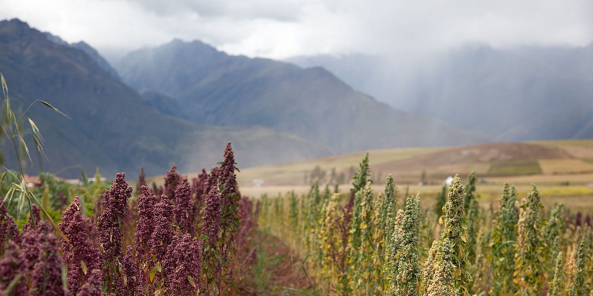 How to Buy Quinoa That Supports Andean Farmers