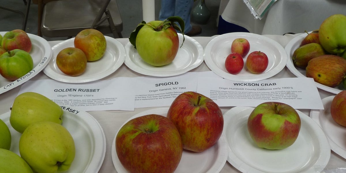 All About Fruit Tree Chill Hours, and More