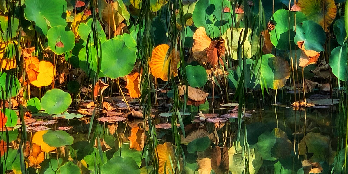Two Words about Dappled Light by Leanne Ogasawara