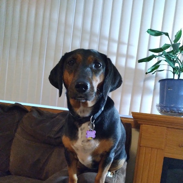 Landlords, what's the price to charge for pets?