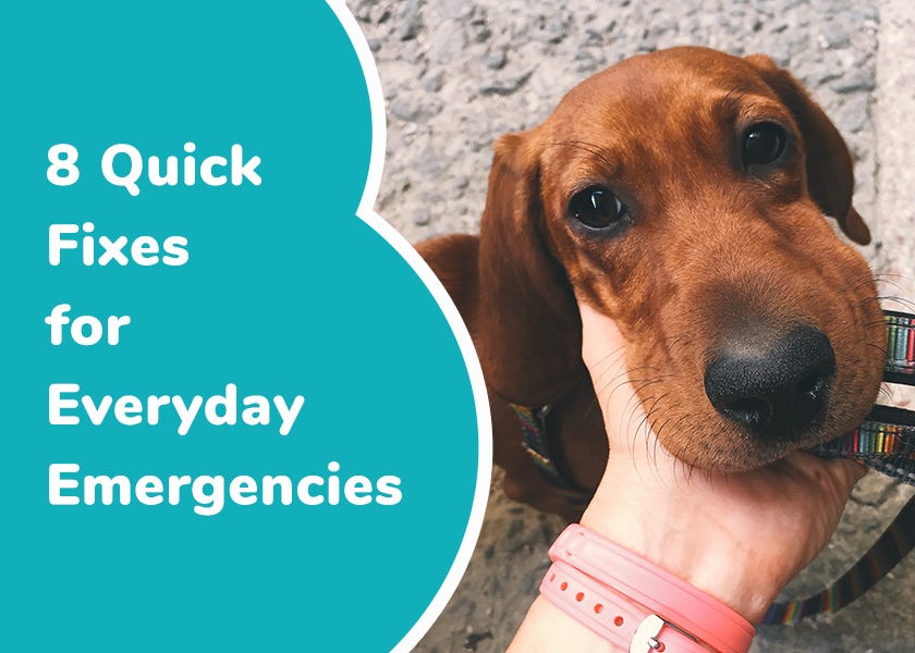 8 Quick DIY Fixes for Minor Pet Injuries and Illnesses