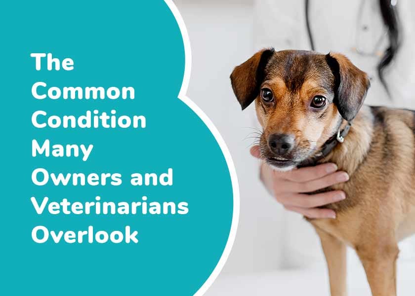 Thyroid dog hot sale aggression