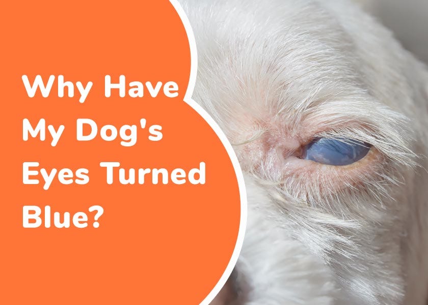 Why Have My Dog's Eyes Turned Blue?