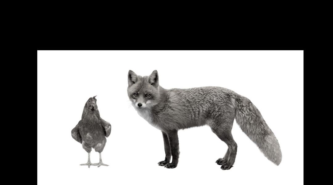 The Foxes and the Henhouse by Sharon Hurley Hall