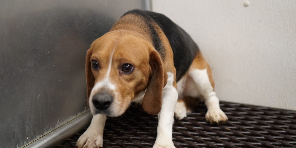 Fauci Funded Yet Another Cruel Beagle Experiment