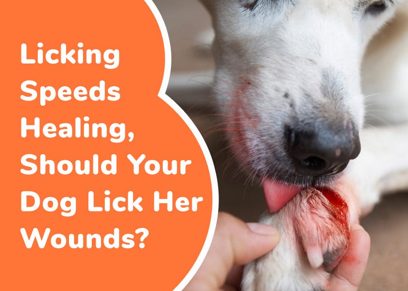 Dog licking lotion store