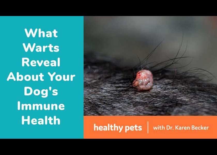 What Warts Reveal About Your Dog s Immune Health