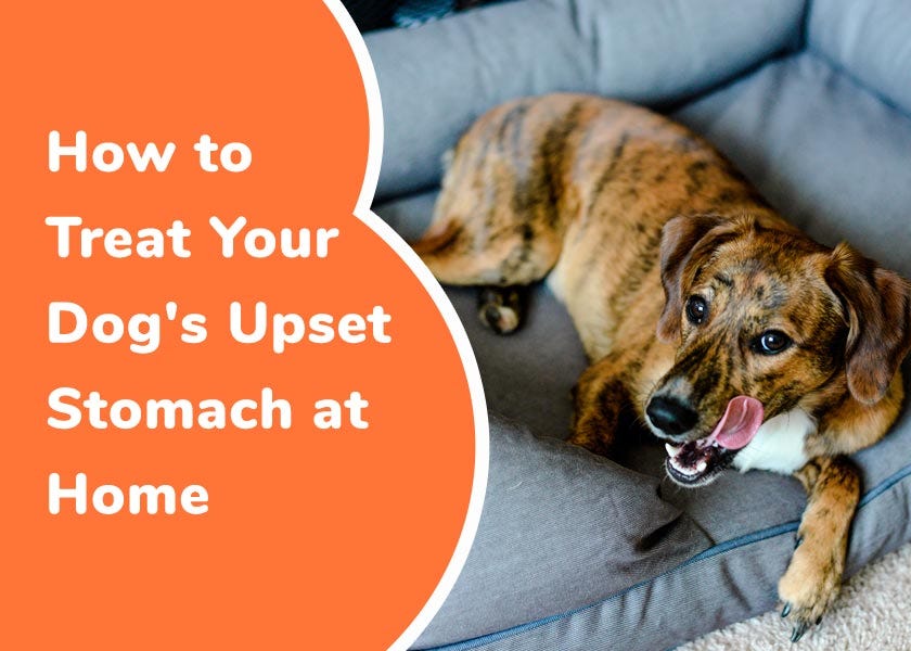 How to Treat Your Dog s Upset Stomach at Home