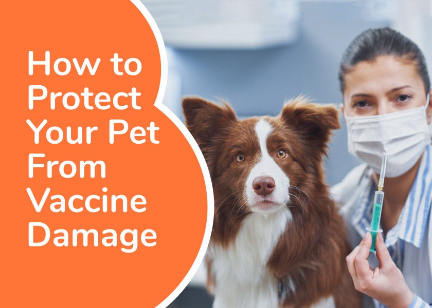 Herpes vaccine for dogs 2025