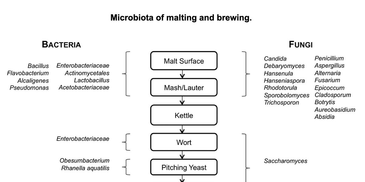 How to Diagnose Yeast and Bacterial Contamination in Your Brewed Beer