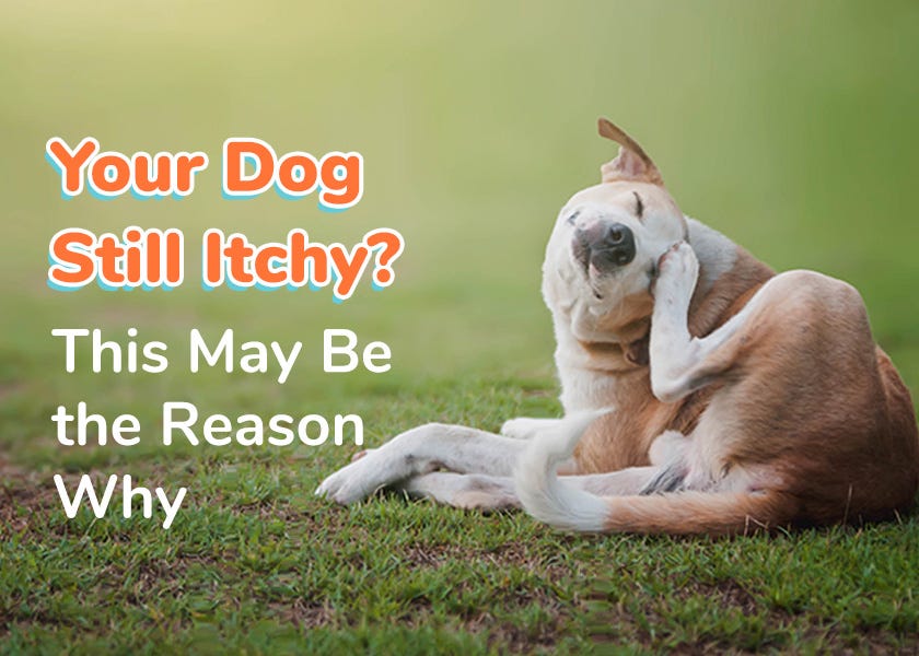 Dog Itchy Skin by Dr. Karen Shaw Becker Healthy Pets