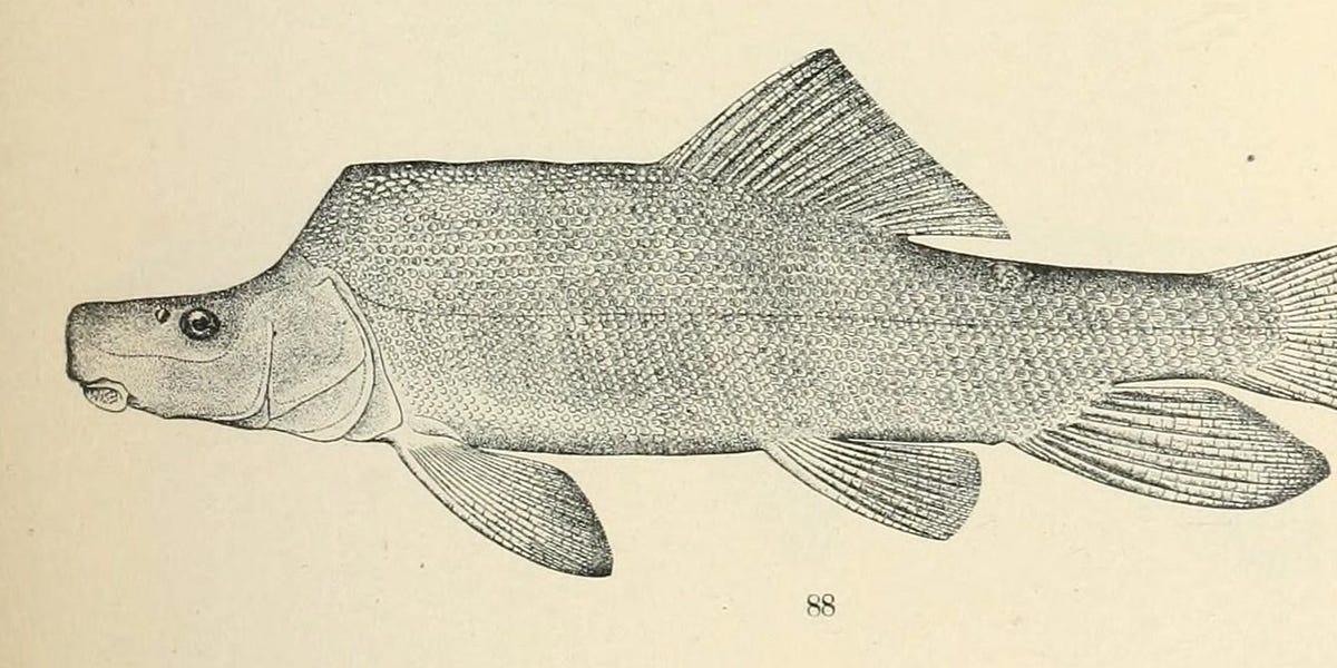 The Fish Question by Jonathan P. Thompson The Land Desk