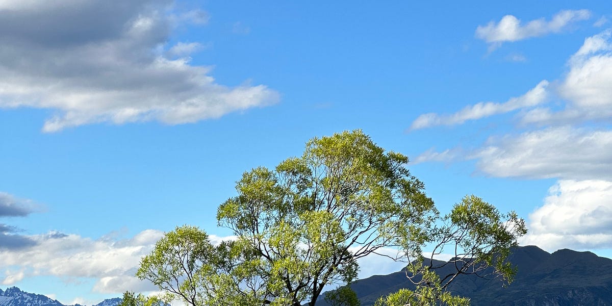 Let's Get To The News 5 Treemendous Adventure