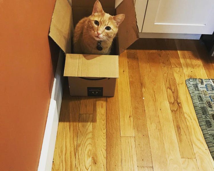 I am thankful for one of our cats by Jane Roper