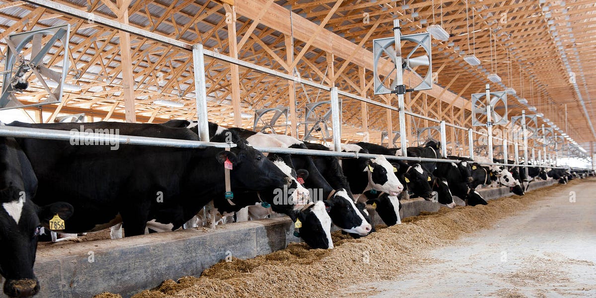 the slaughterhouse by Josie Beug, DVM, CVA