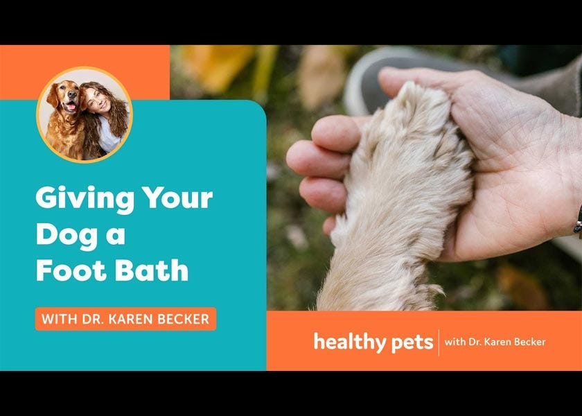 Betadine solution hot sale for dogs paws