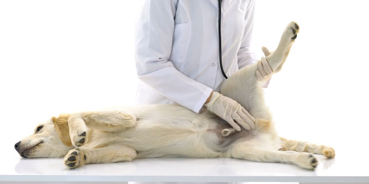 How to give a dog an erection by Andrew Hammel