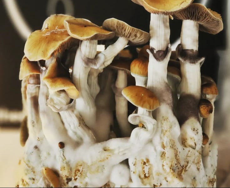 Mushrooms Decriminalized — Can You Get Rich On The Mushroom Gold Rush?