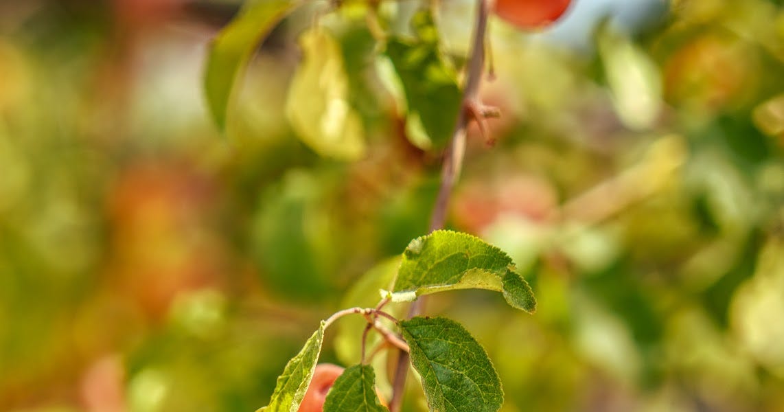 favorites-september-15th-2022-by-david-watson