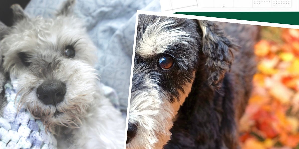 Atticus & Will 2022 Calendars Now Available