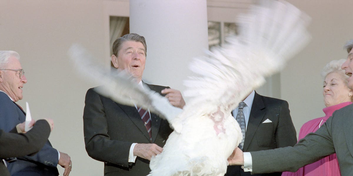 What happens when North Carolina turkeys get a presidential pardon