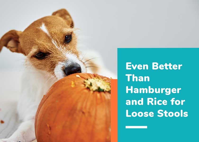 How much pumpkin and rice hot sale for dogs