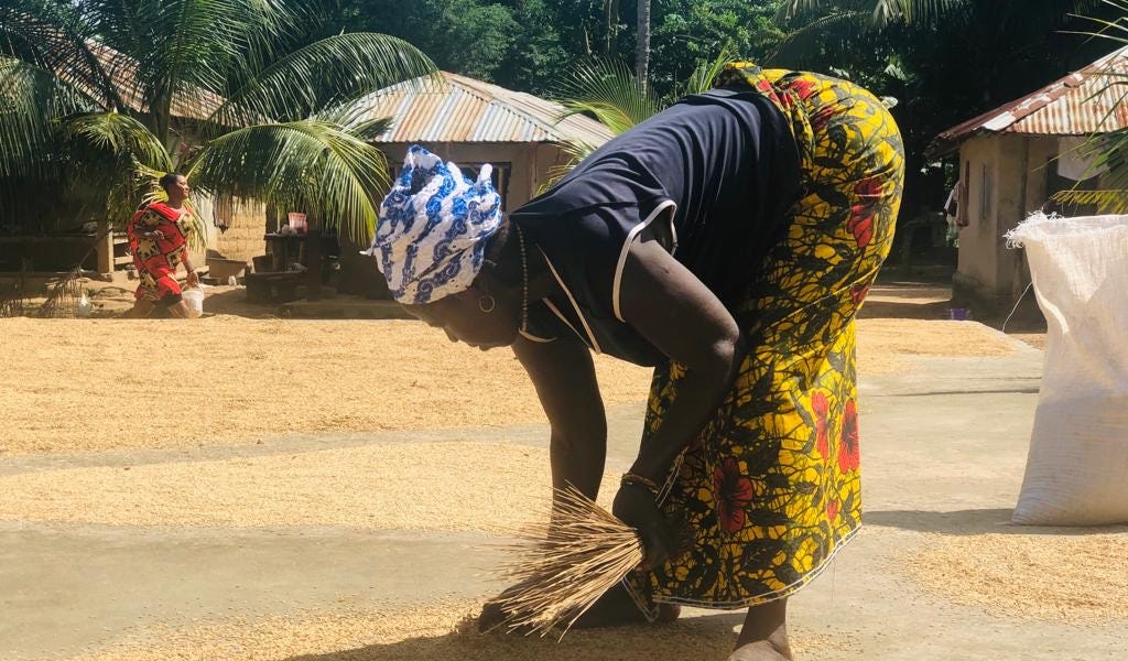 African Women Drying Husked Rice in Sierra Leone.