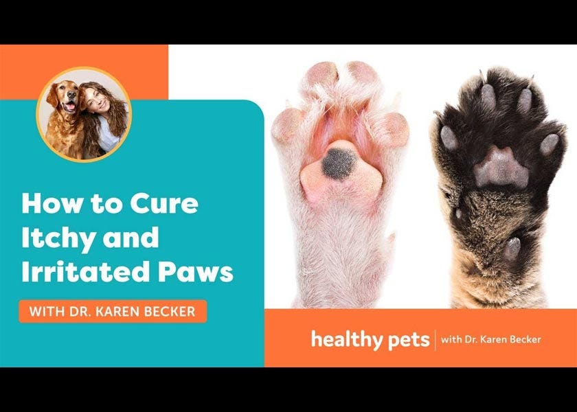 Why Won't My Dog Stop Licking Her Paws?