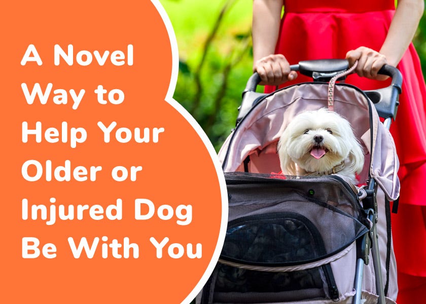 Dog pushing stroller online