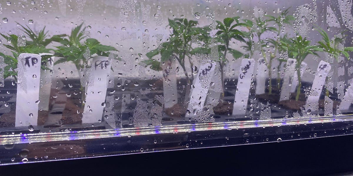 5 Proven Cloning Methods From Experienced Growers You Can Count On