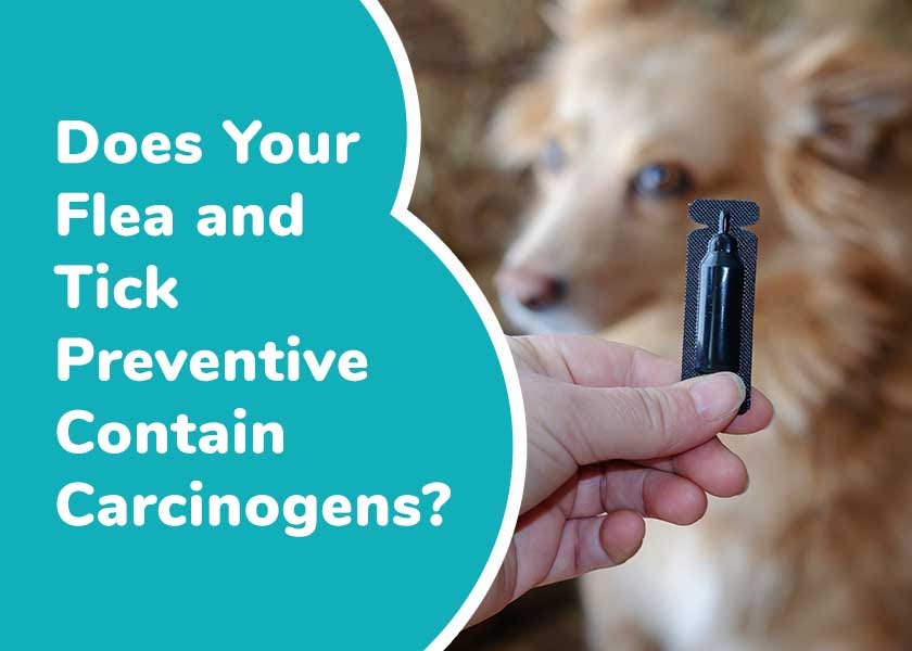 Isoxazoline flea and 2025 tick medicine for dogs