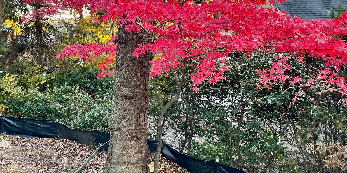 Japanese Maple Reis Release