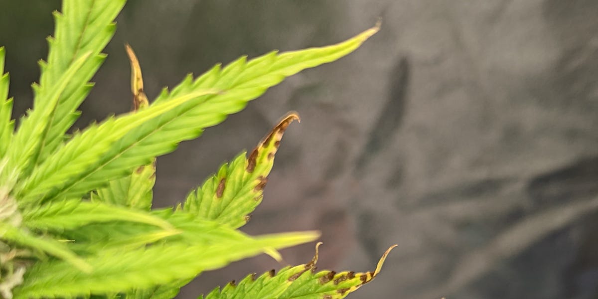 Flushing Your Plant by Christopher Damron