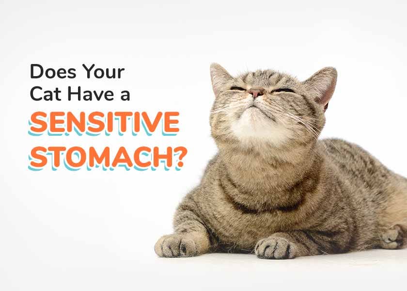 Ibs discount cat treatment