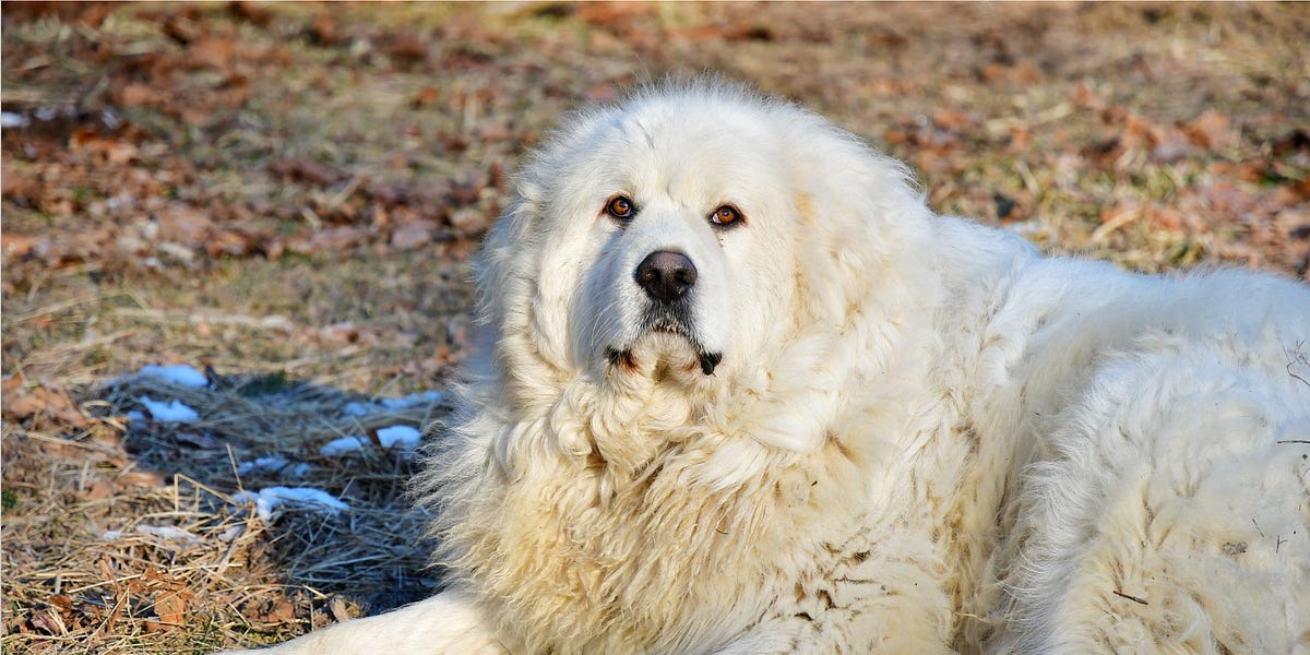 Great clearance pyrenees lgd