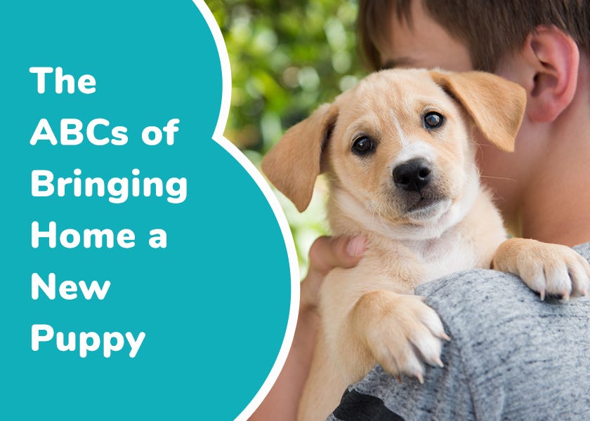 Bringing home a new cheap puppy with another dog