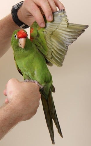 Image showcasing Trimming Wings. - by Olivia - Browning's birds