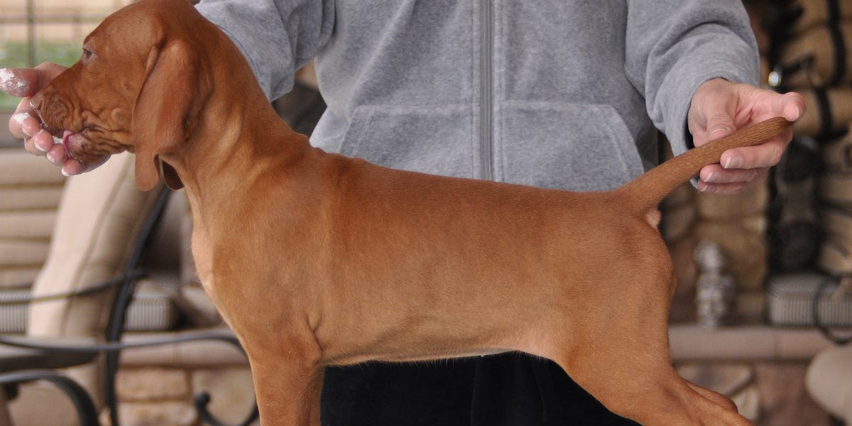 What Is ‘PetQuality’? The Difference Between Show Dogs & Pet Puppies