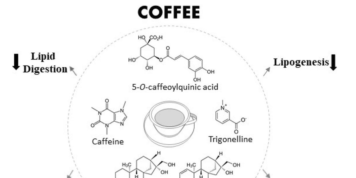 How Coffee Increases Cholesterol by Derek Sanz