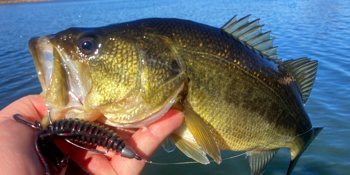 Largemouth cheap bass fish